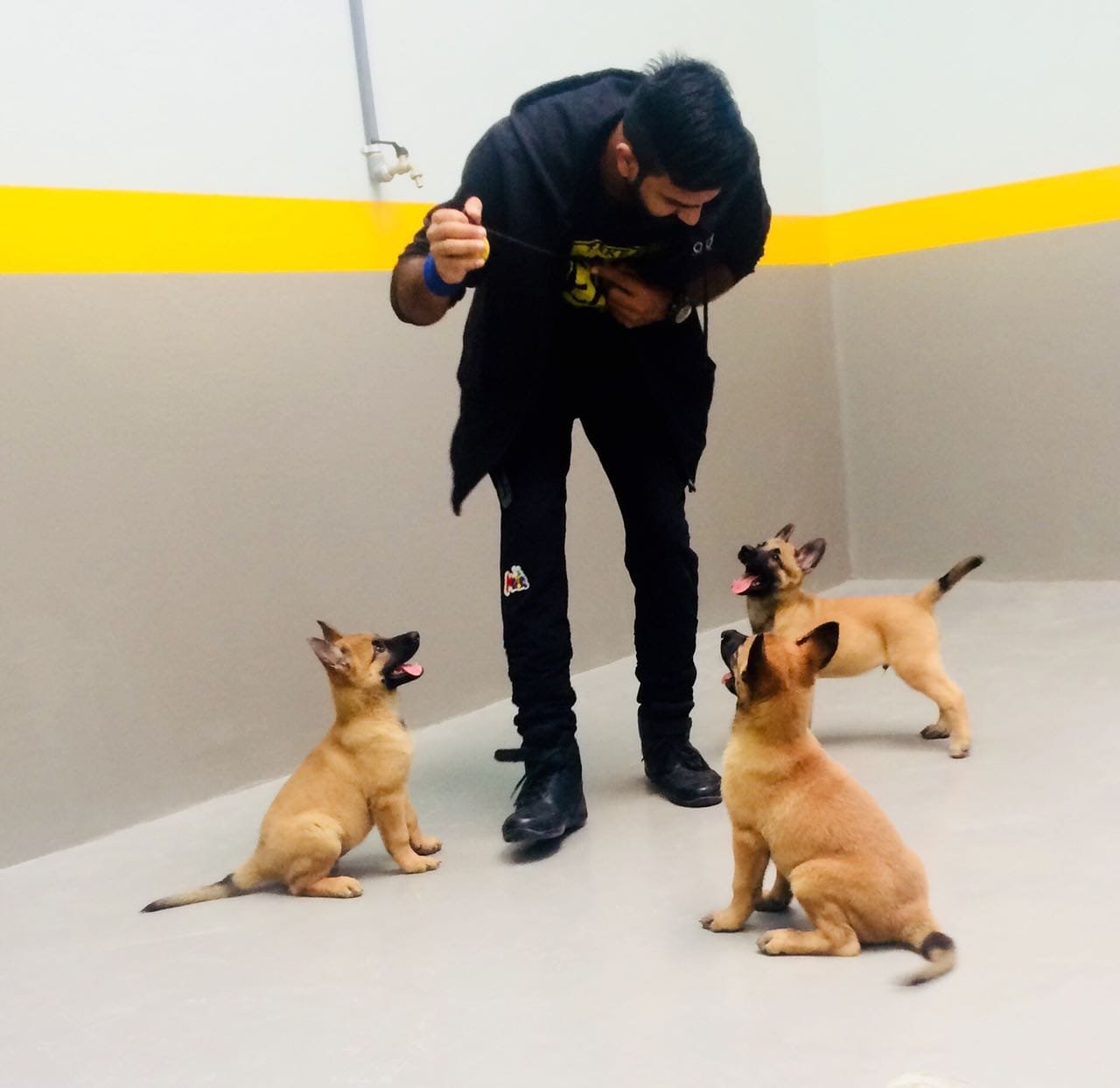 Obedience training session